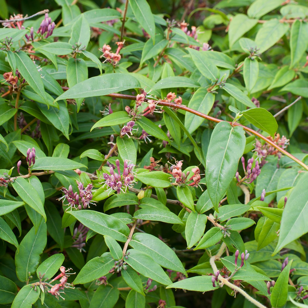 Lonicera Henryi (9cm)