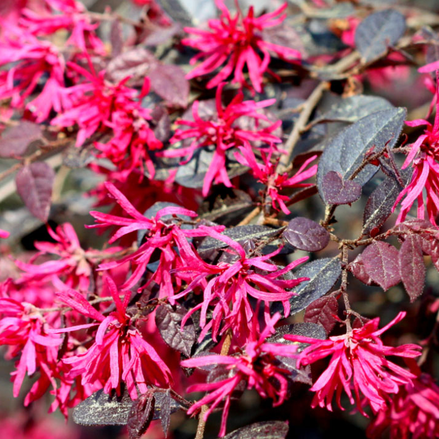 Loropetalum Plum Gorgeous