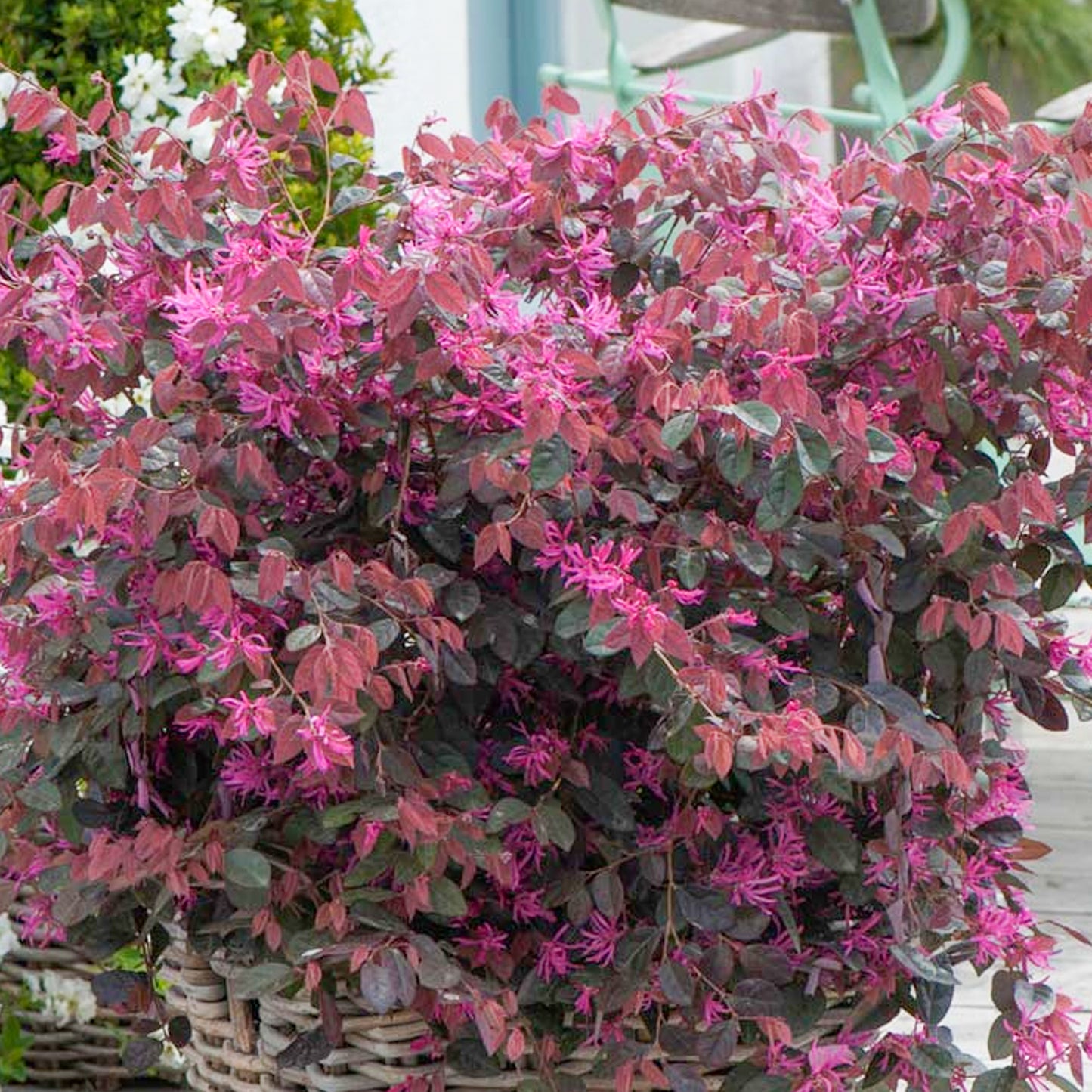 Loropetalum Fire Dance