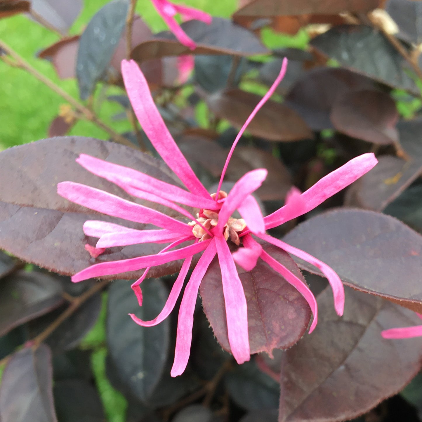 Loropetalum Fire Dance