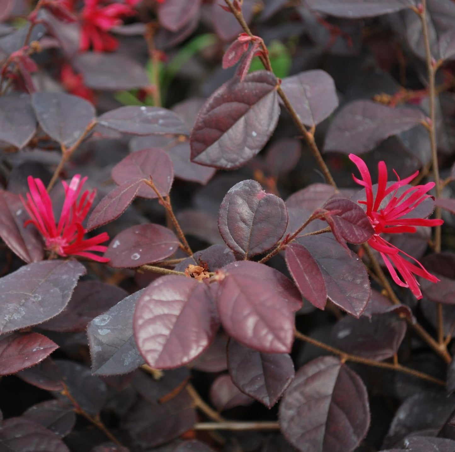 Loropetalum Fire Dance