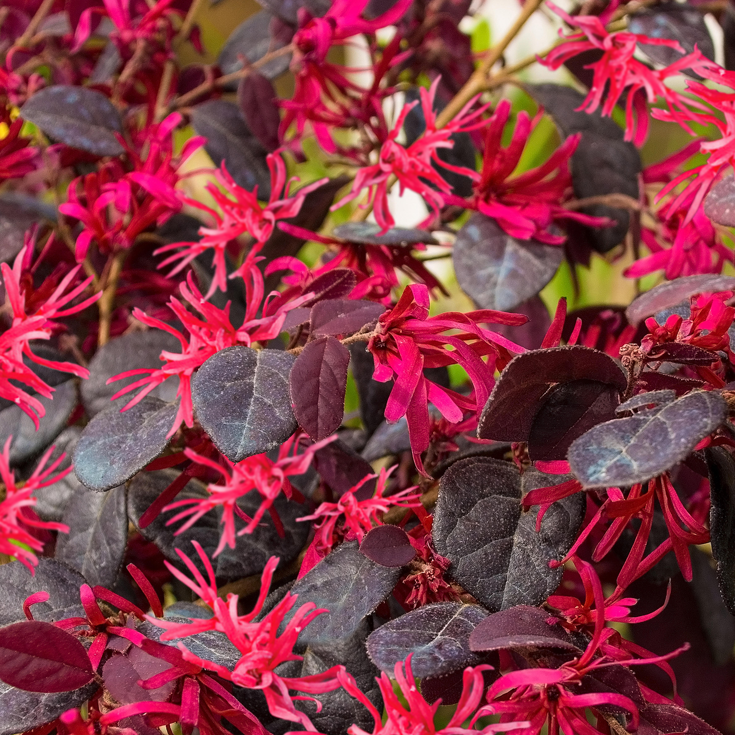 Loropetalum Plum Gorgeous