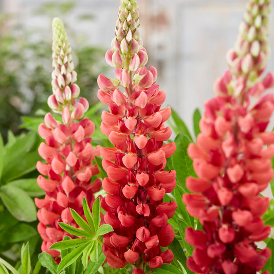 Lupin Bishops Tipple