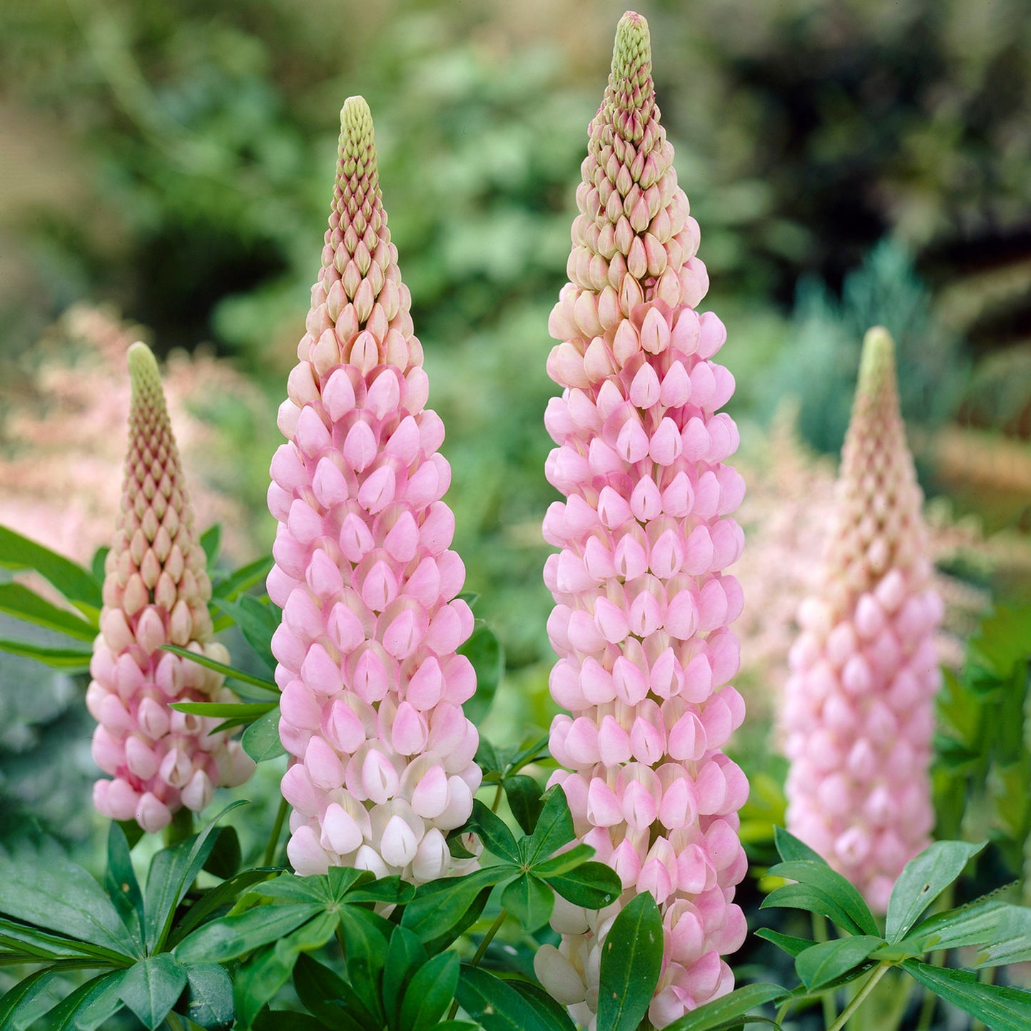 Lupin Blossom