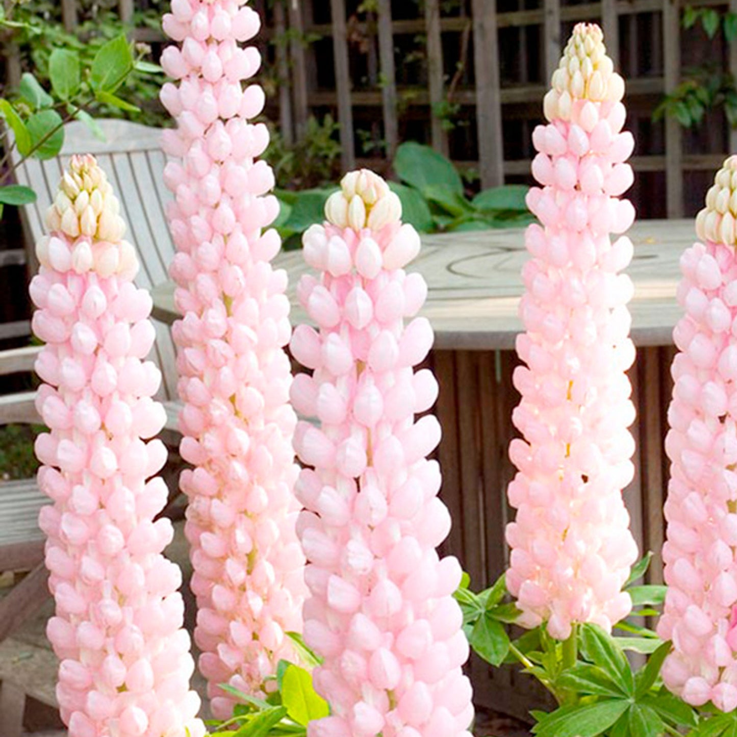 Lupin Blossom