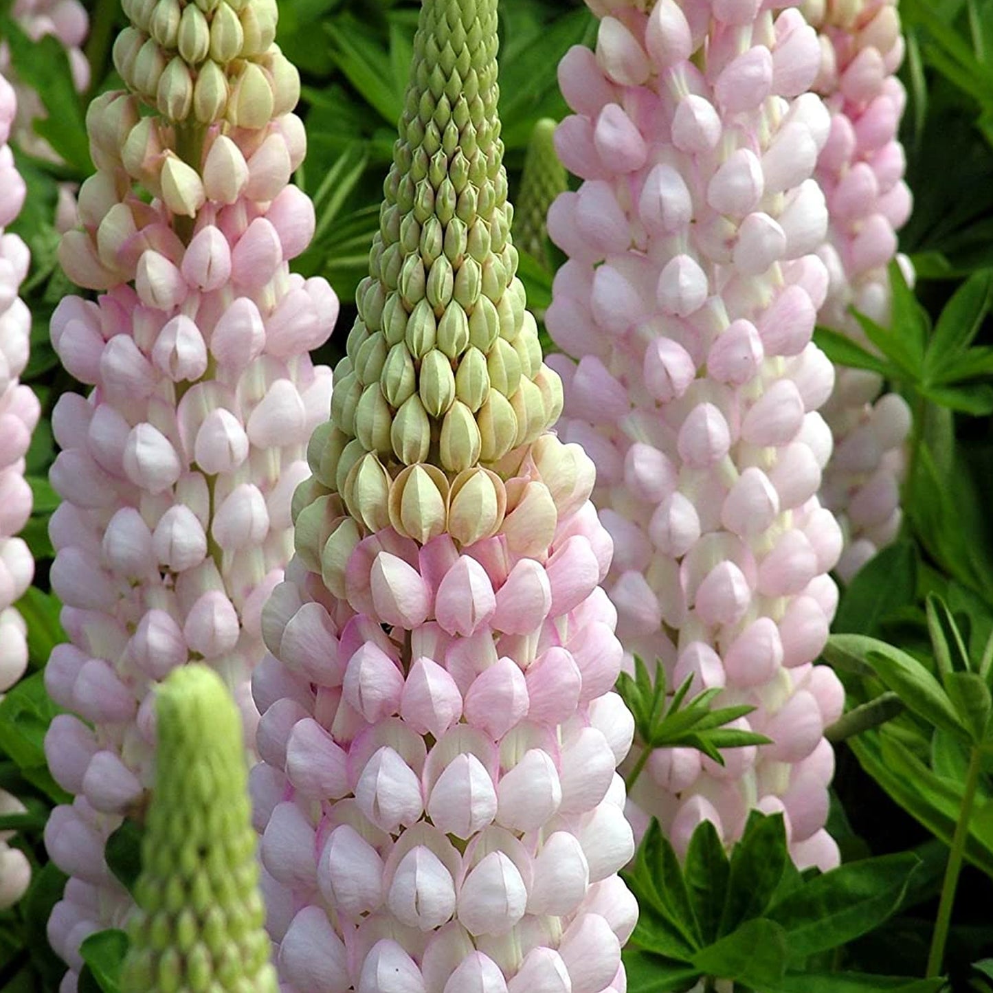 Lupin Blossom