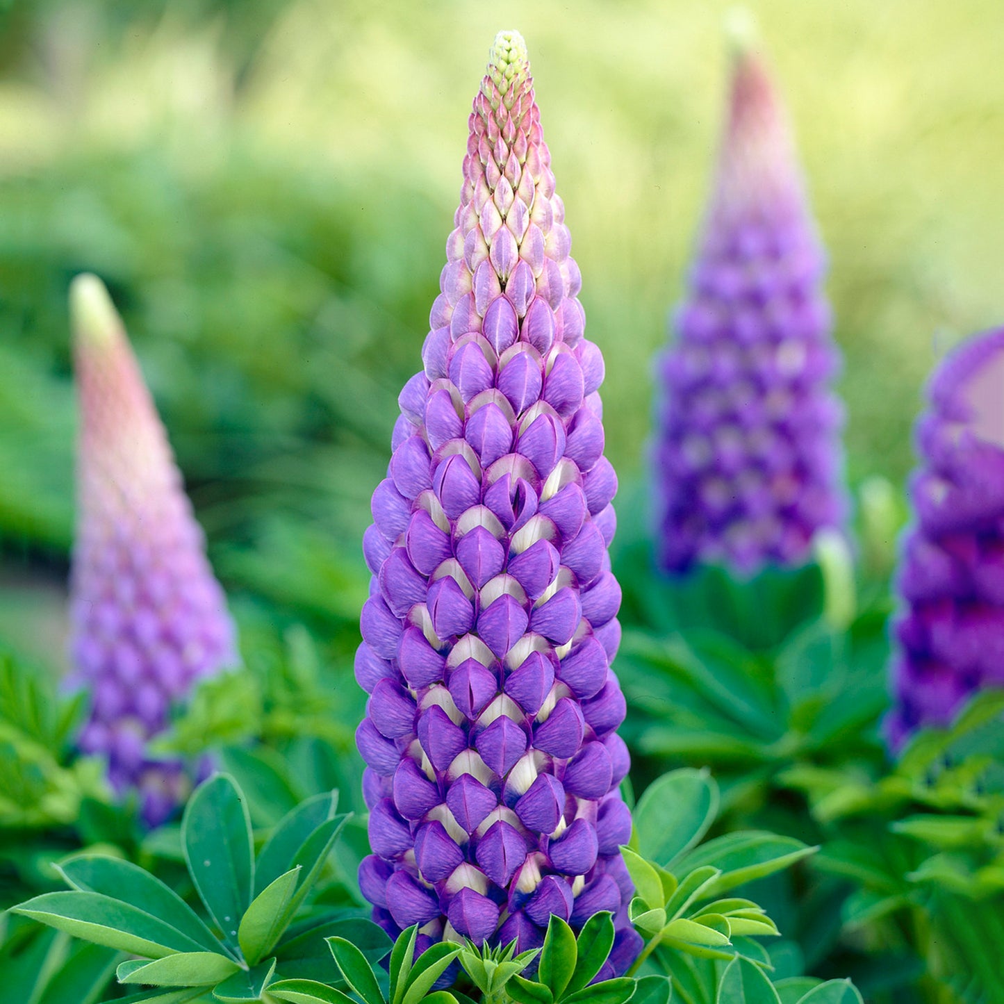 Lupin Persian Slipper