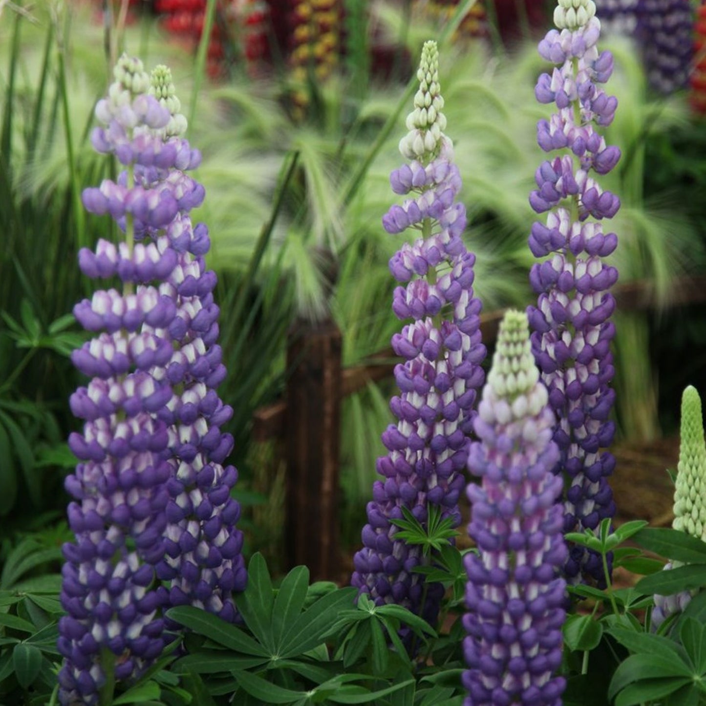 Lupin Persian Slipper