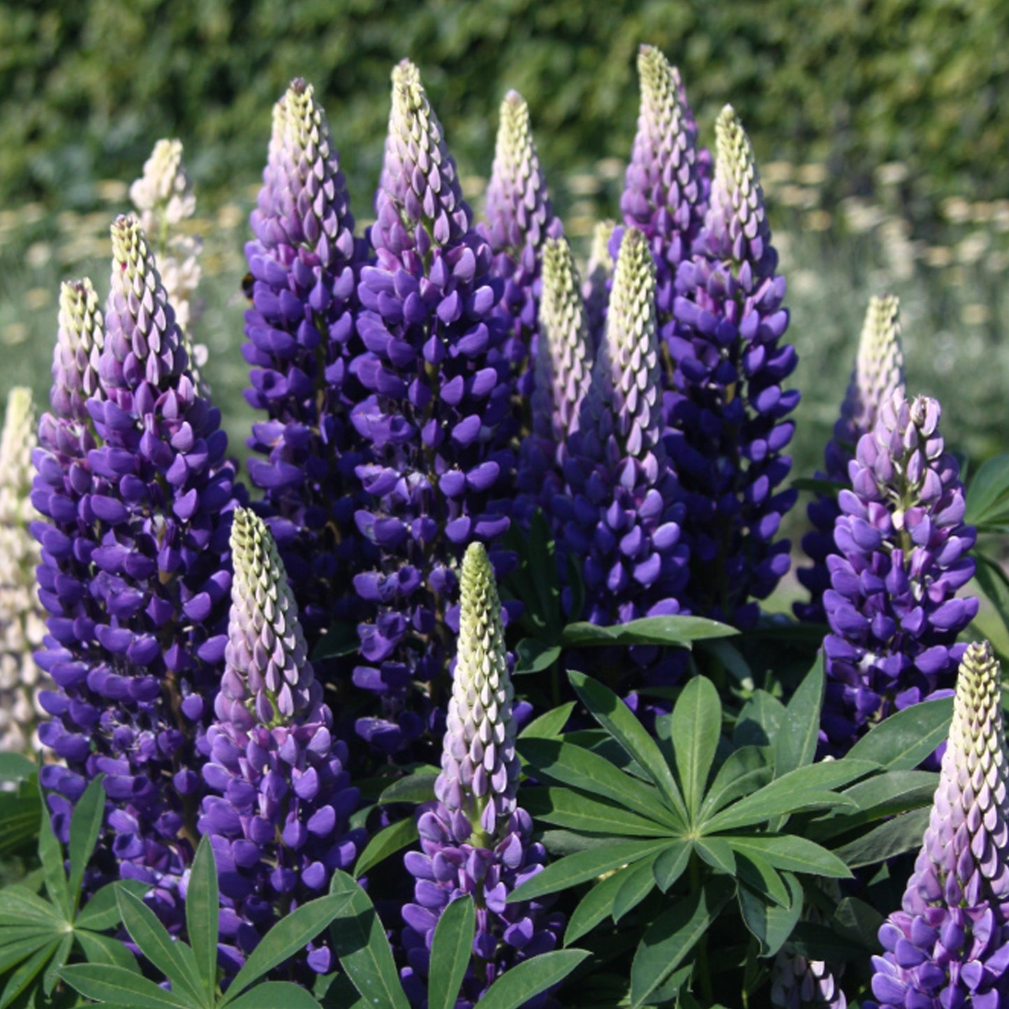 Lupin Persian Slipper