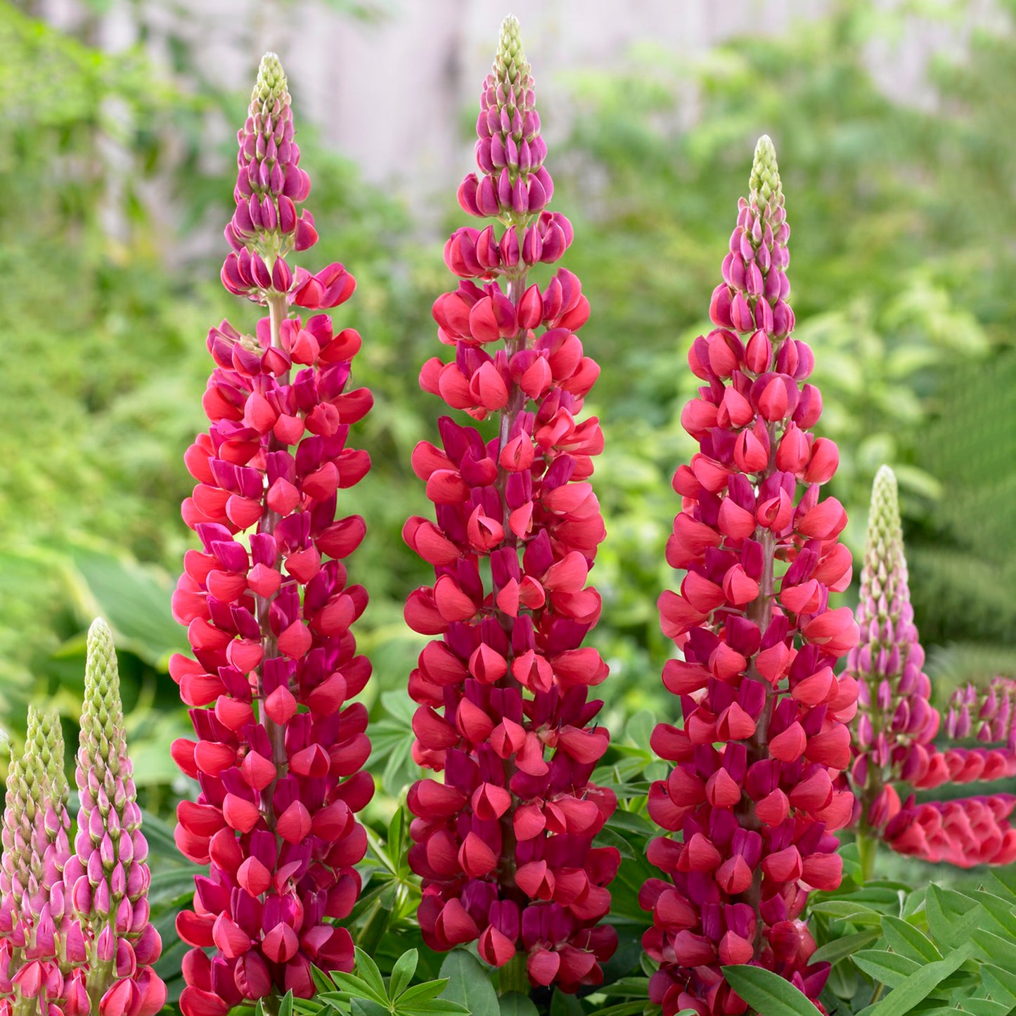 Lupin Red Rum