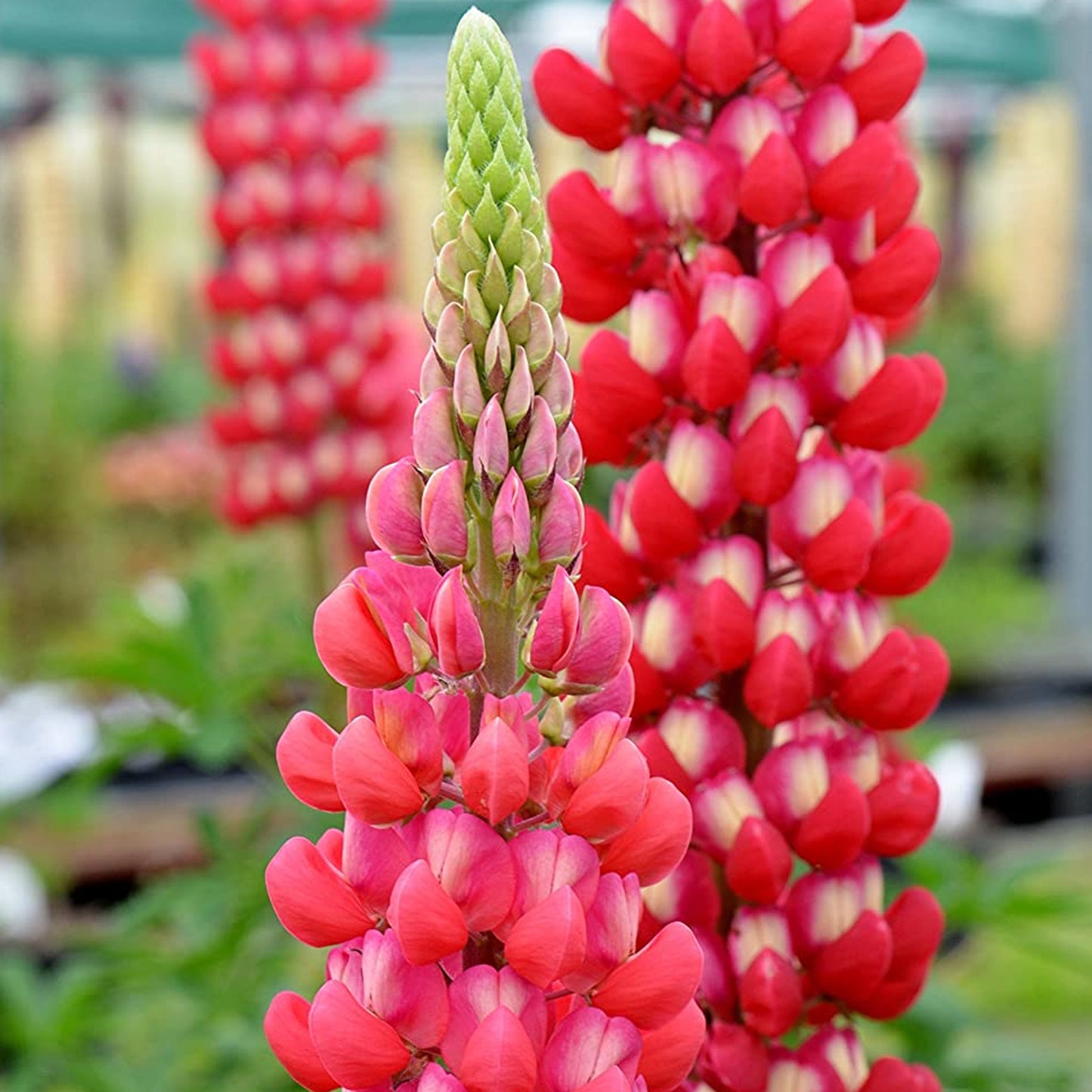 Lupin Red Rum