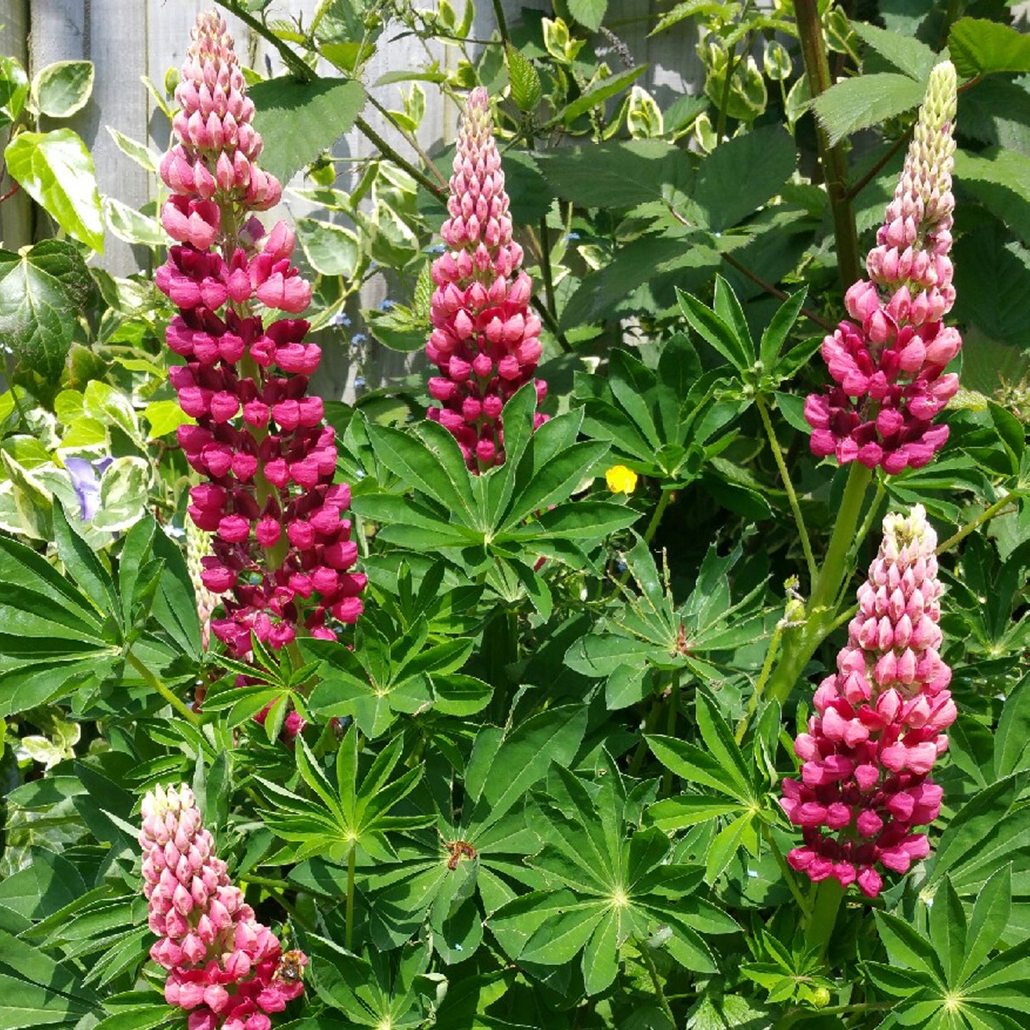 Lupin Red Rum