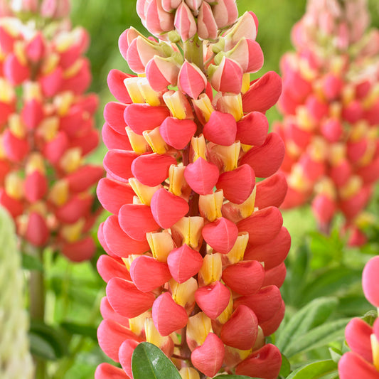 Lupin Tequila Flame
