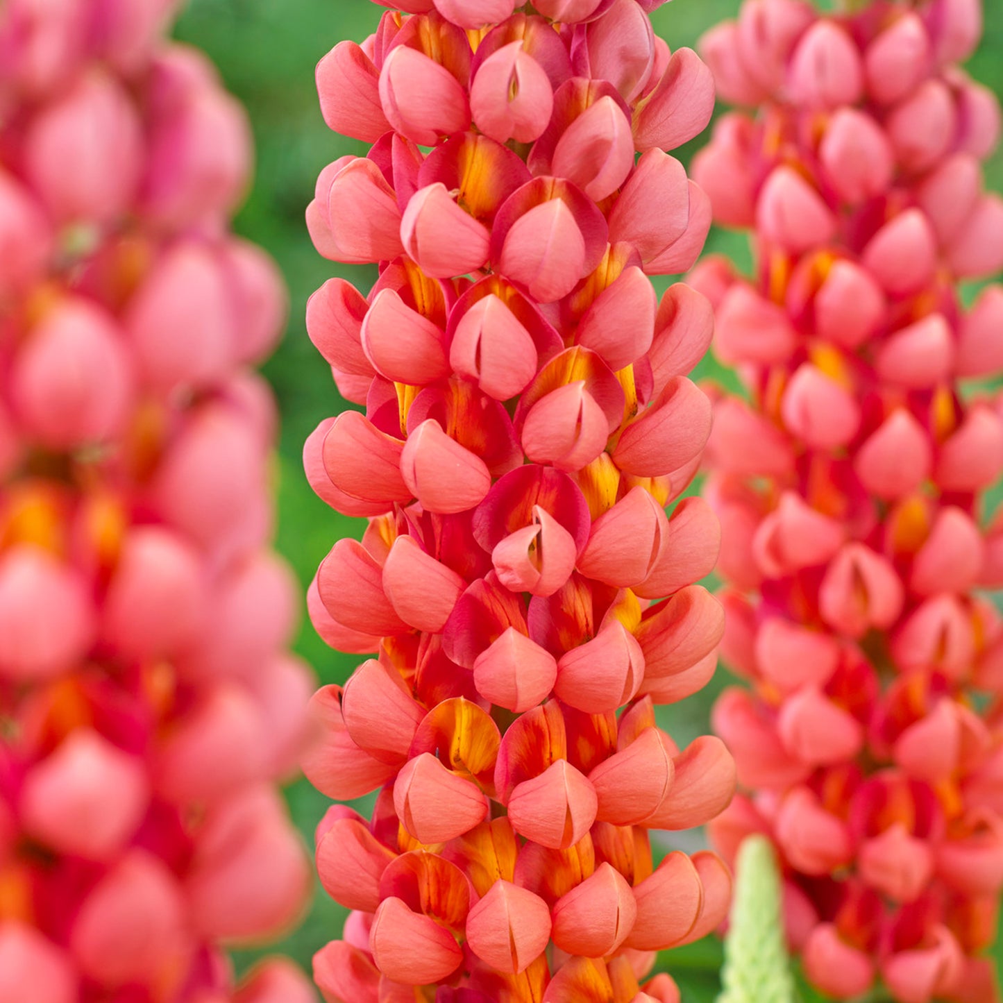 Lupin Terracotta