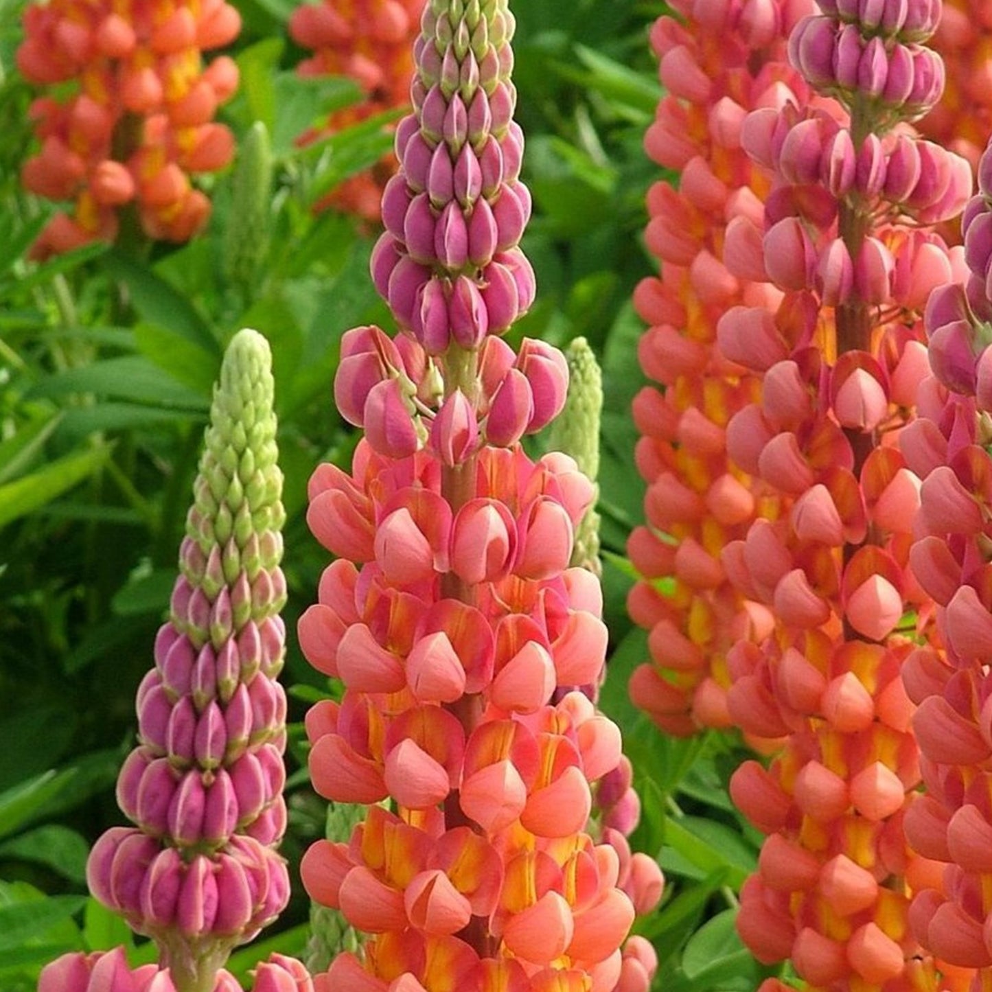 Lupin Terracotta