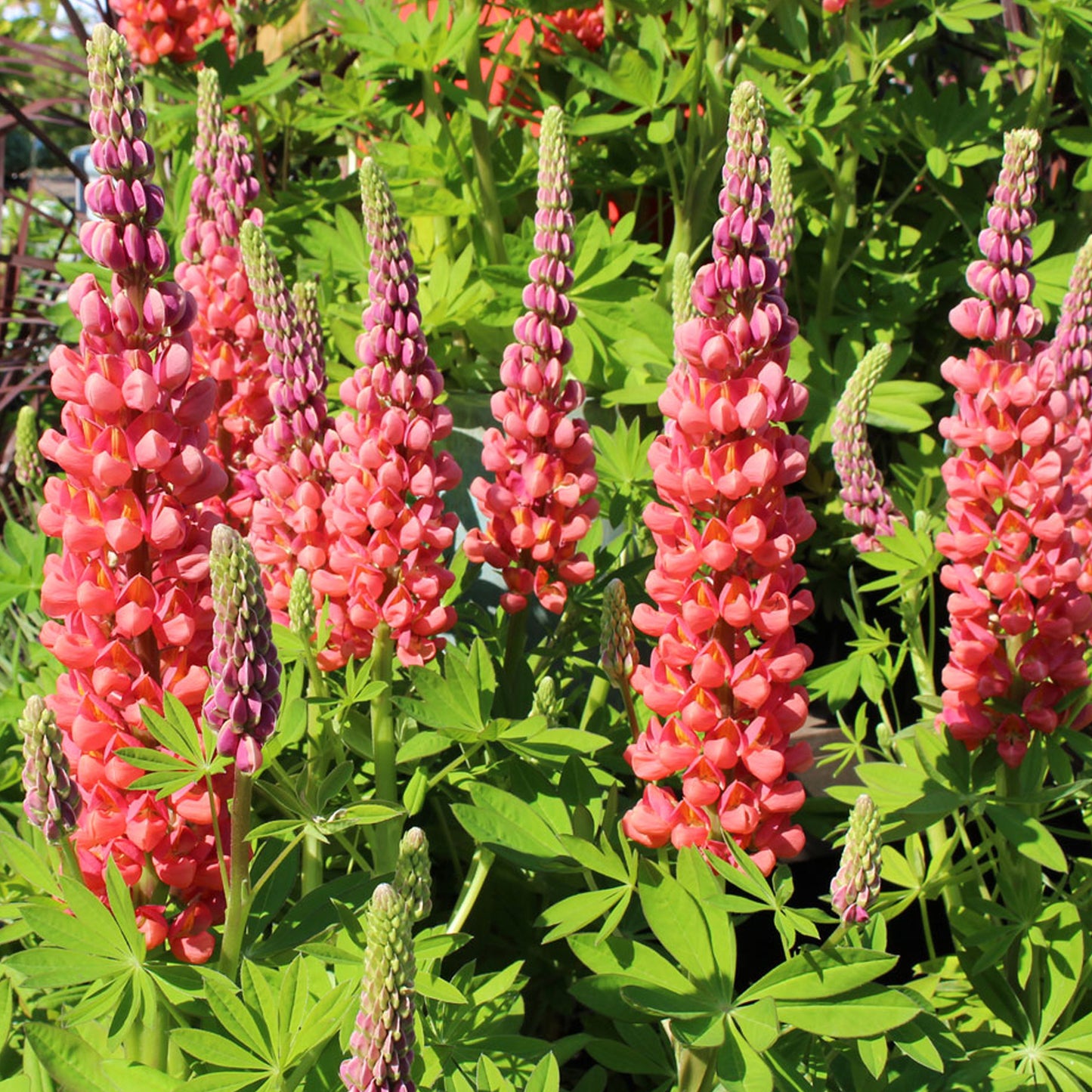 Lupin Terracotta