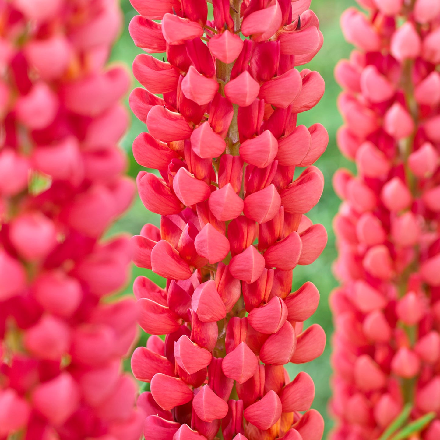 Lupin Towering Inferno