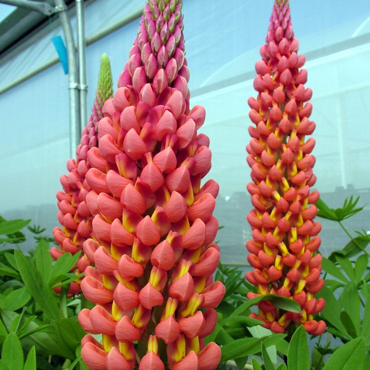 Lupin Towering Inferno