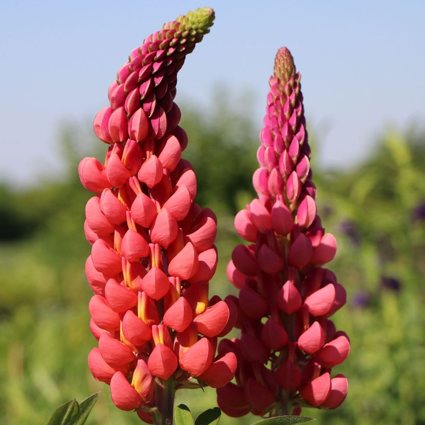 Lupin Towering Inferno