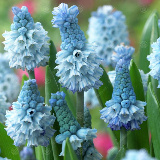 Muscari Azereum -MASTER-