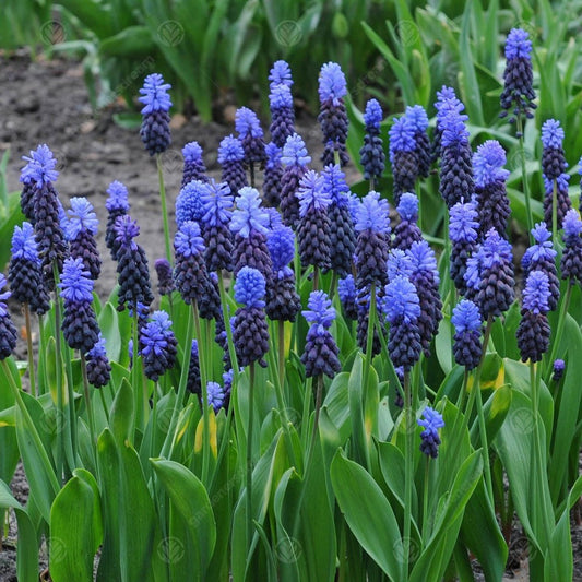 Muscari Latifolium -MASTER-