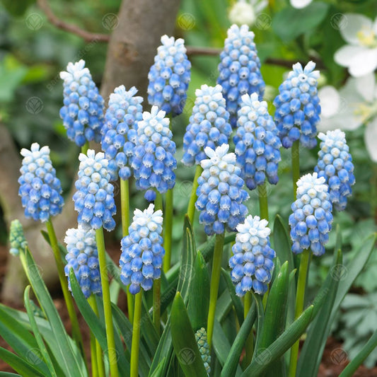 Muscari Peppermint -MASTER-