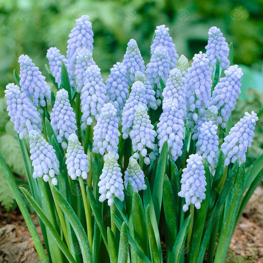 Muscari Valerie Finnis -MASTER-