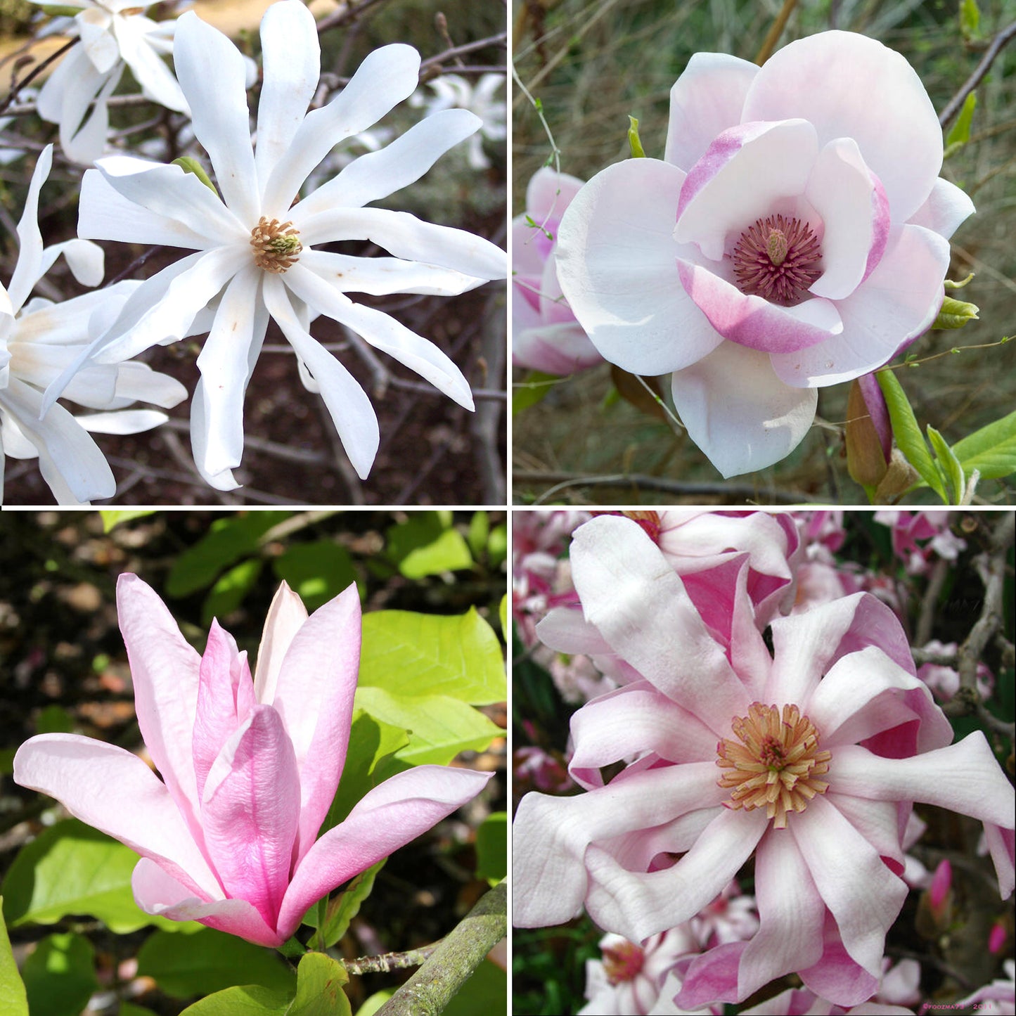 Magnolia Collection (9cm, Pack of 4)