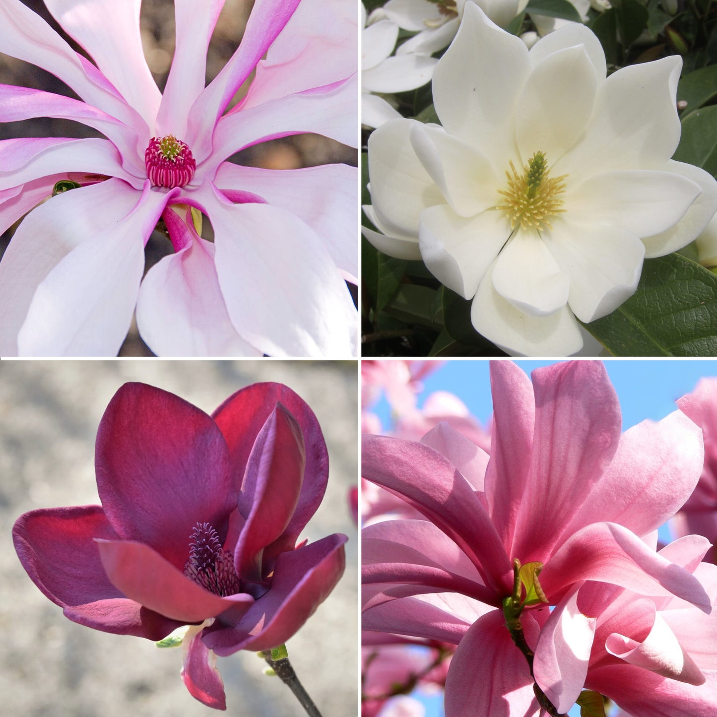 Magnolia Collection (9cm, Pack of 4)