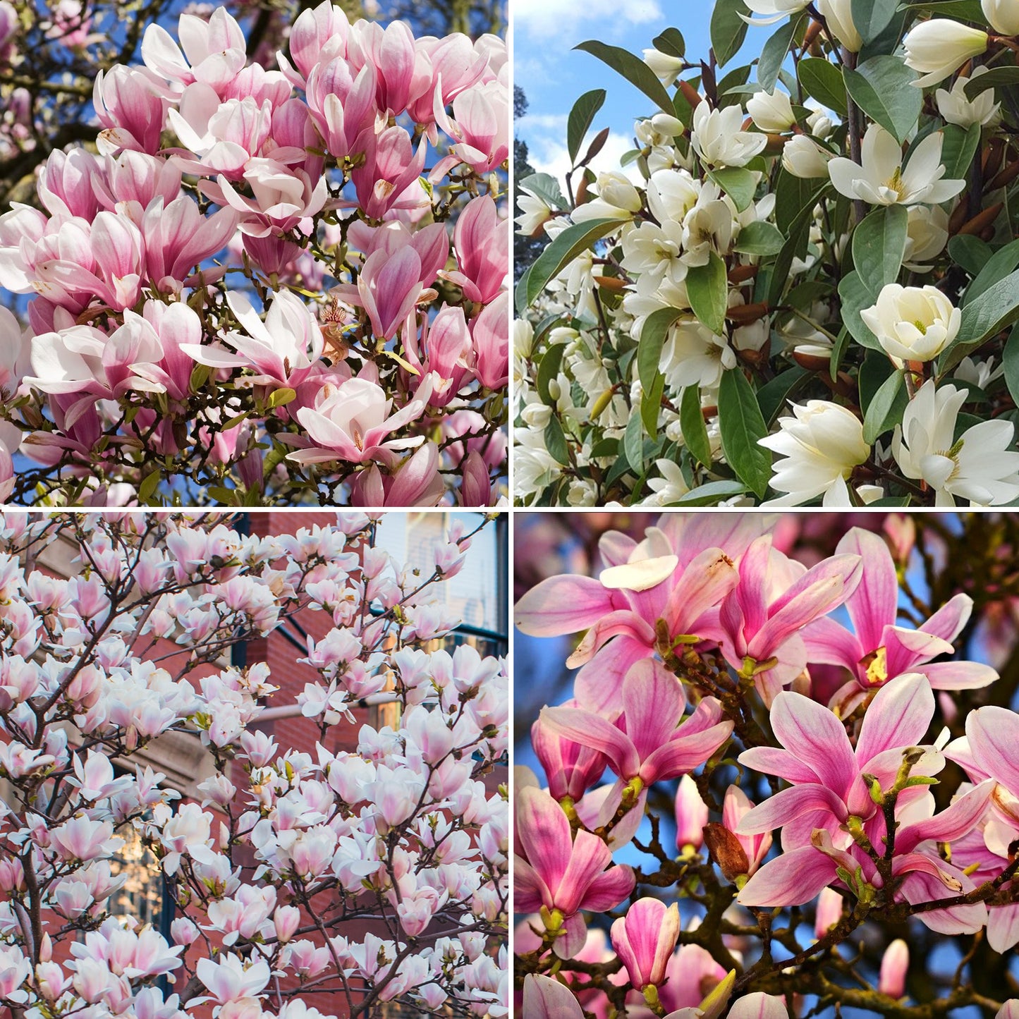 Magnolia Collection (9cm, Pack of 4)