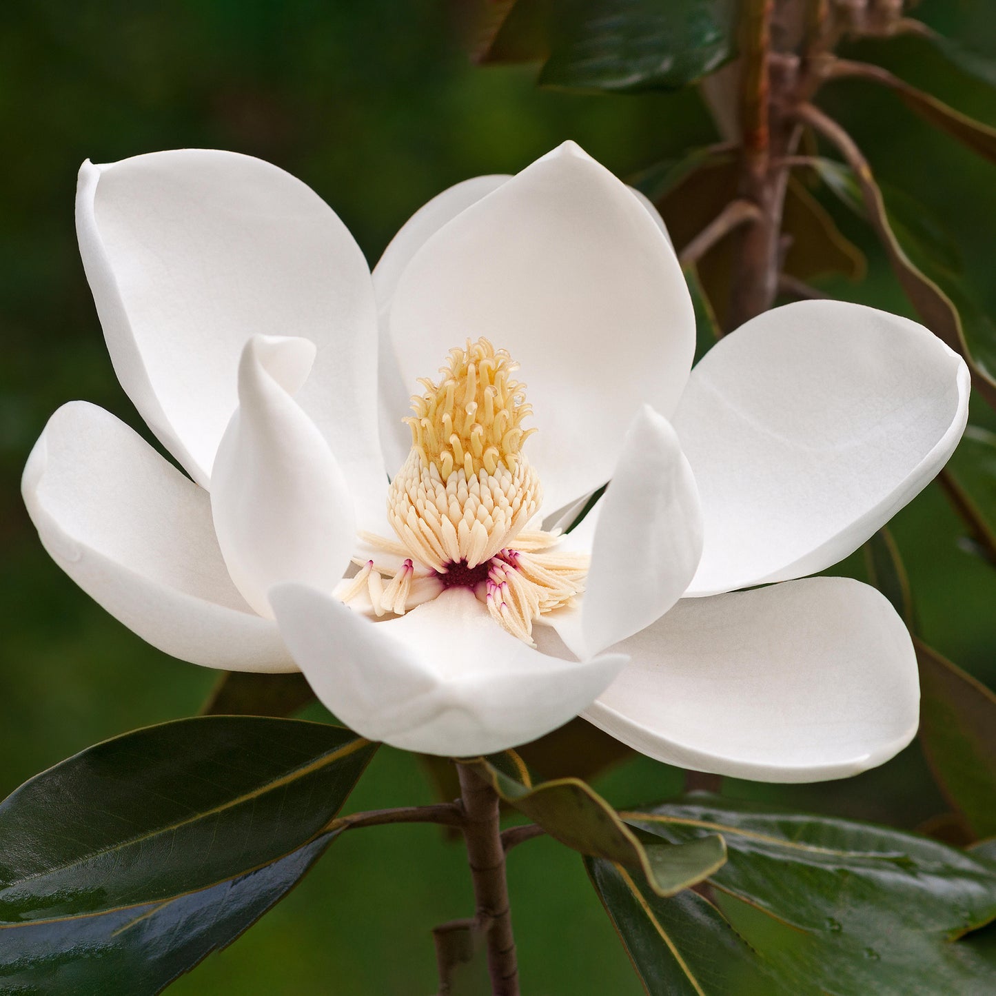 Magnolia Fairy White