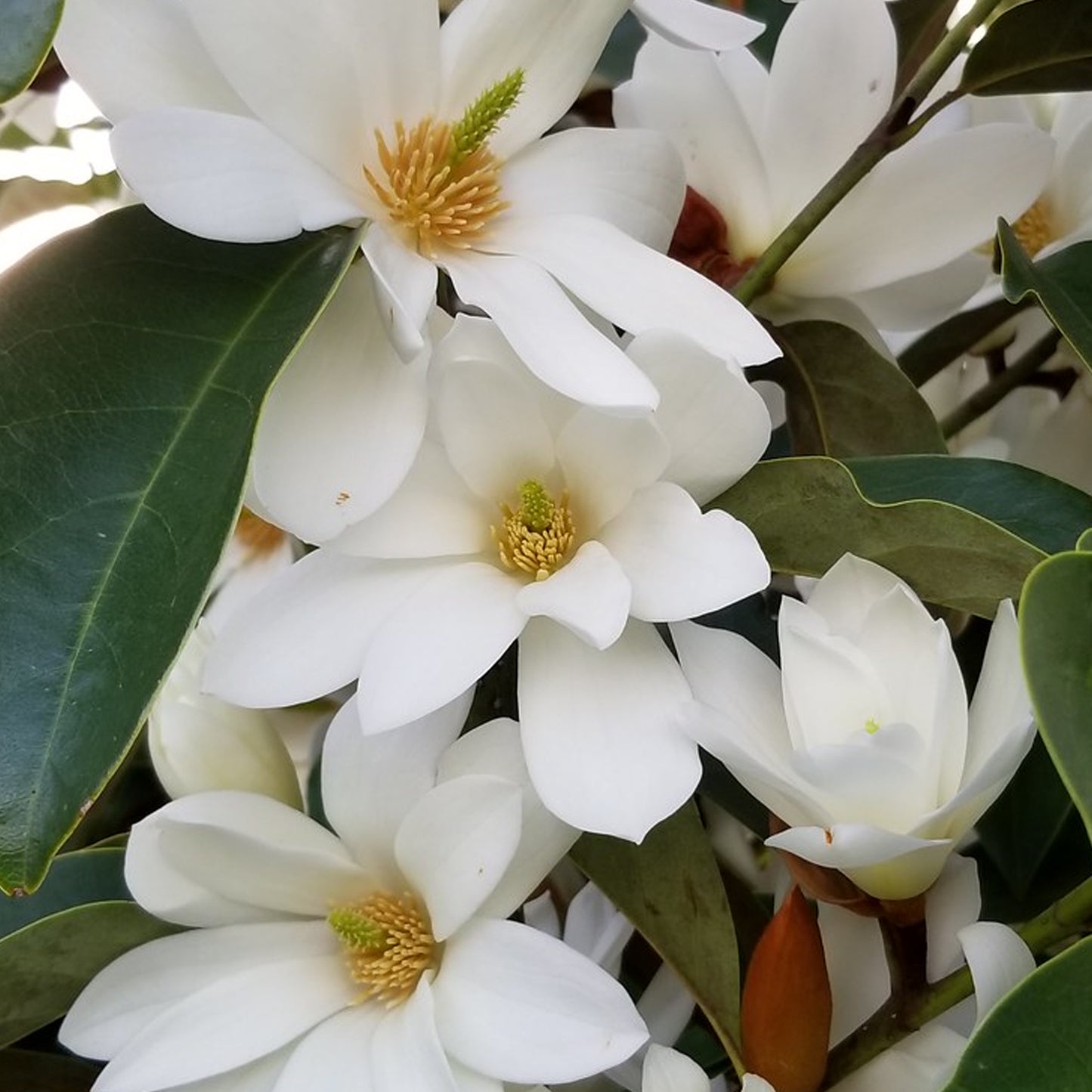 Magnolia Fairy White