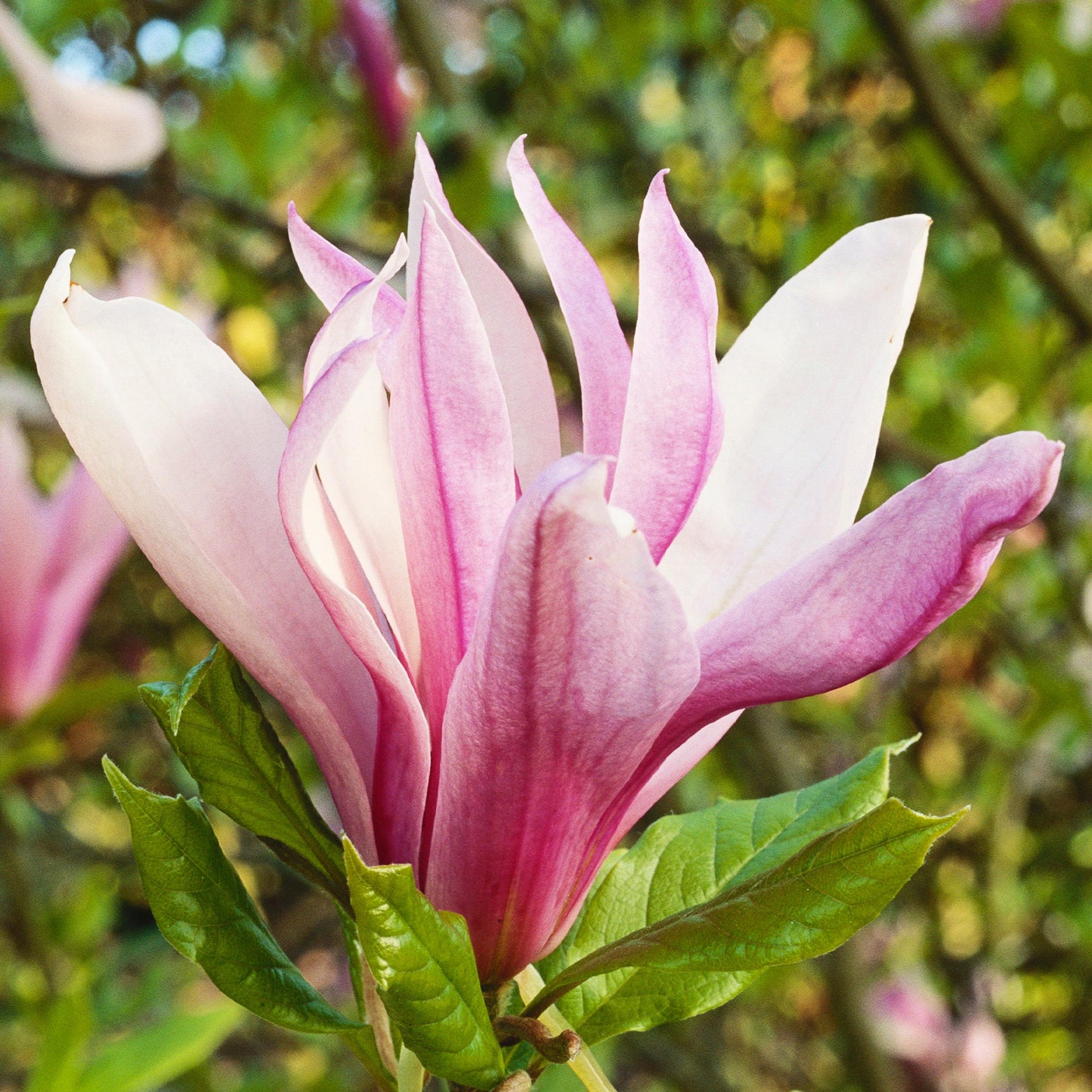 Magnolia Ricki