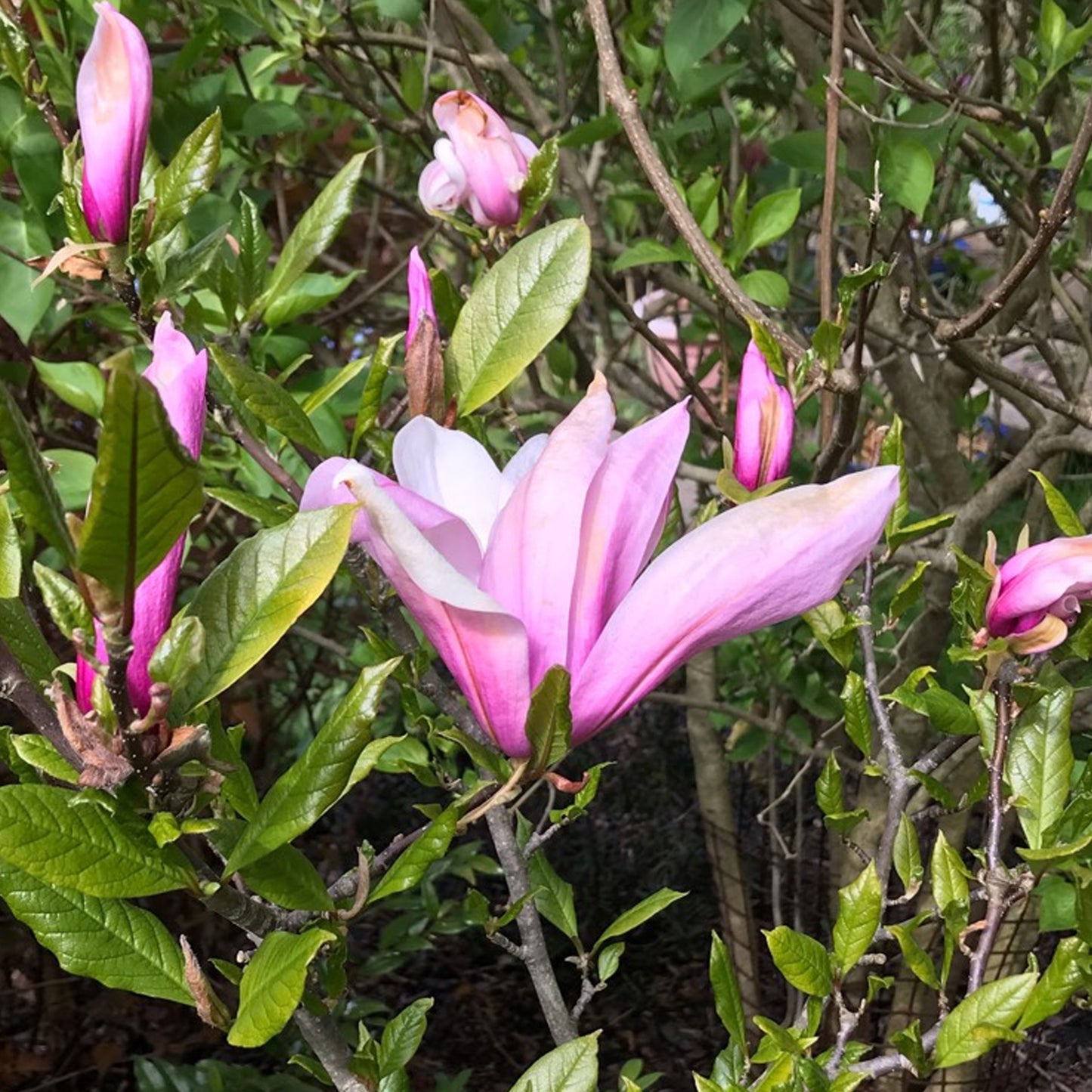 Magnolia Ricki