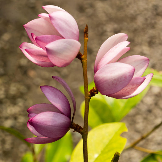Magnolia Fairy Blush