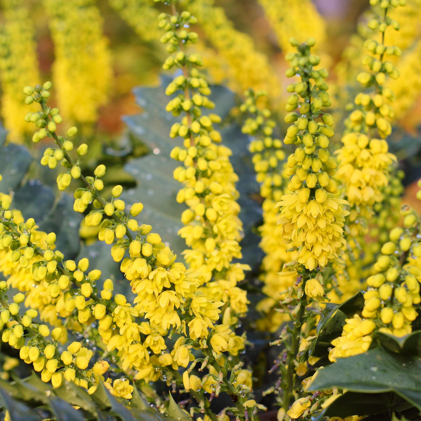 Mahonia Charity