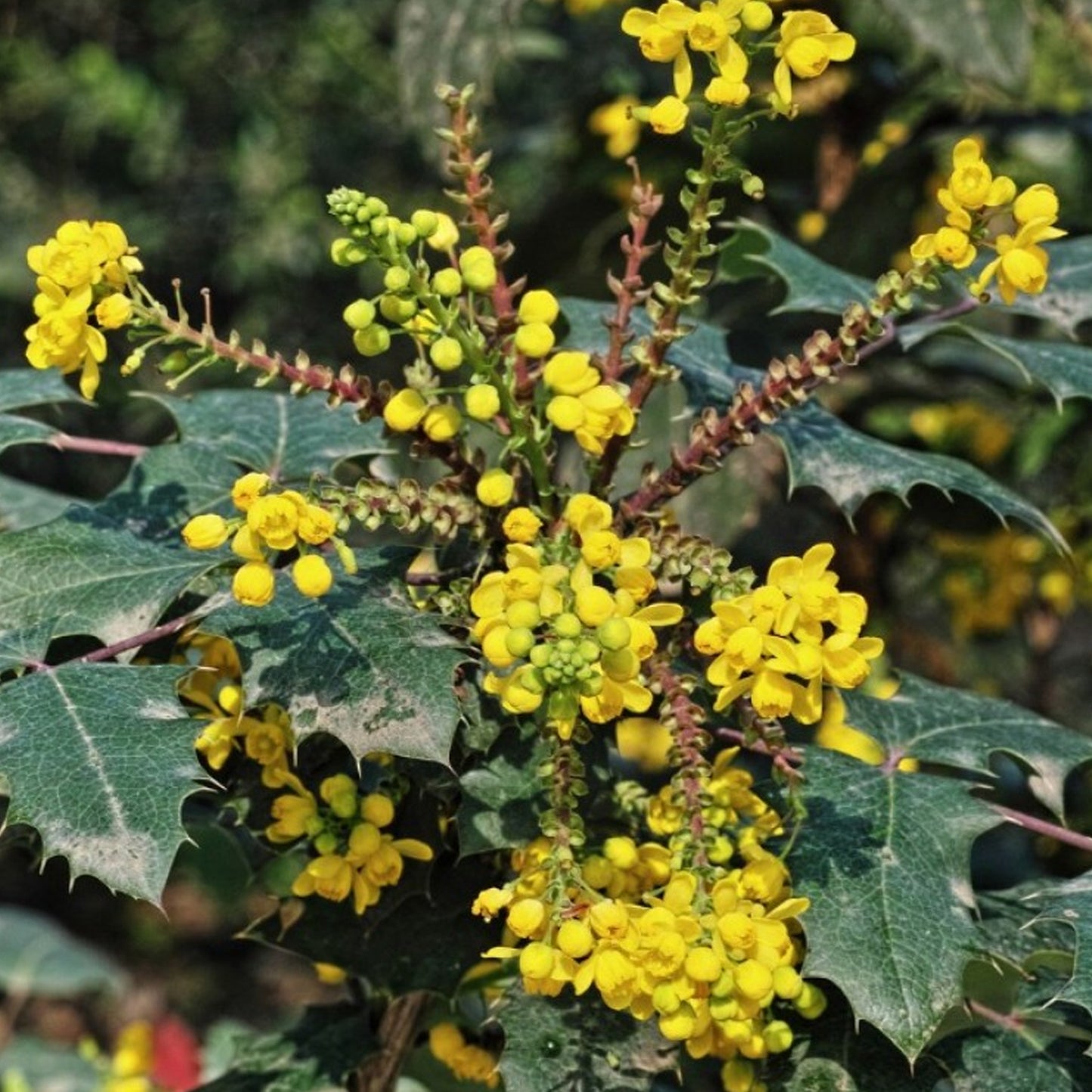 Mahonia Charity