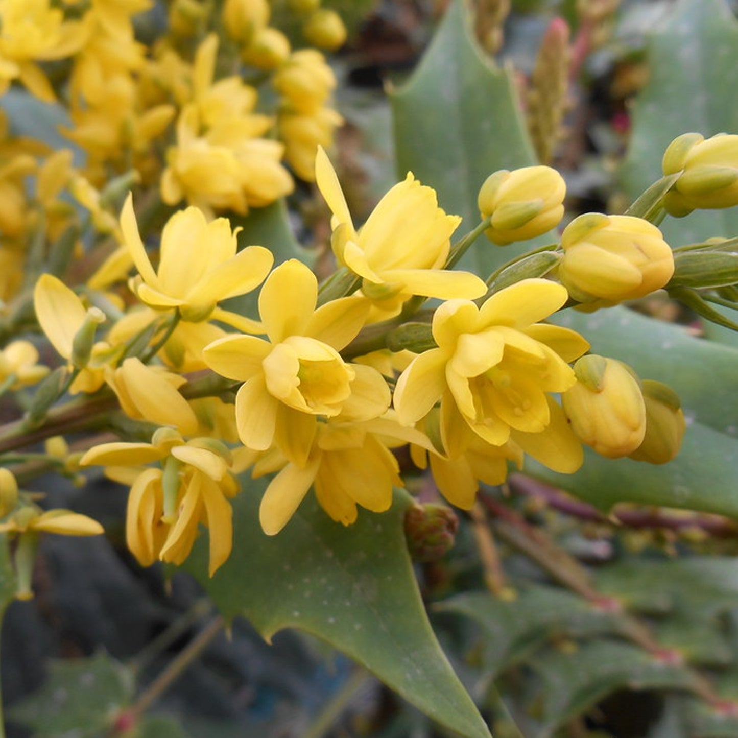 Mahonia Charity