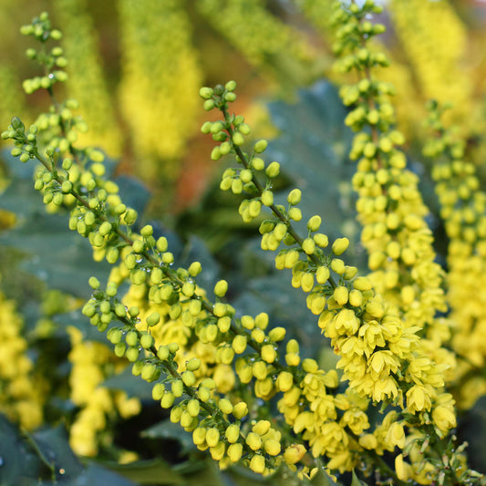 Mahonia Soft Caress