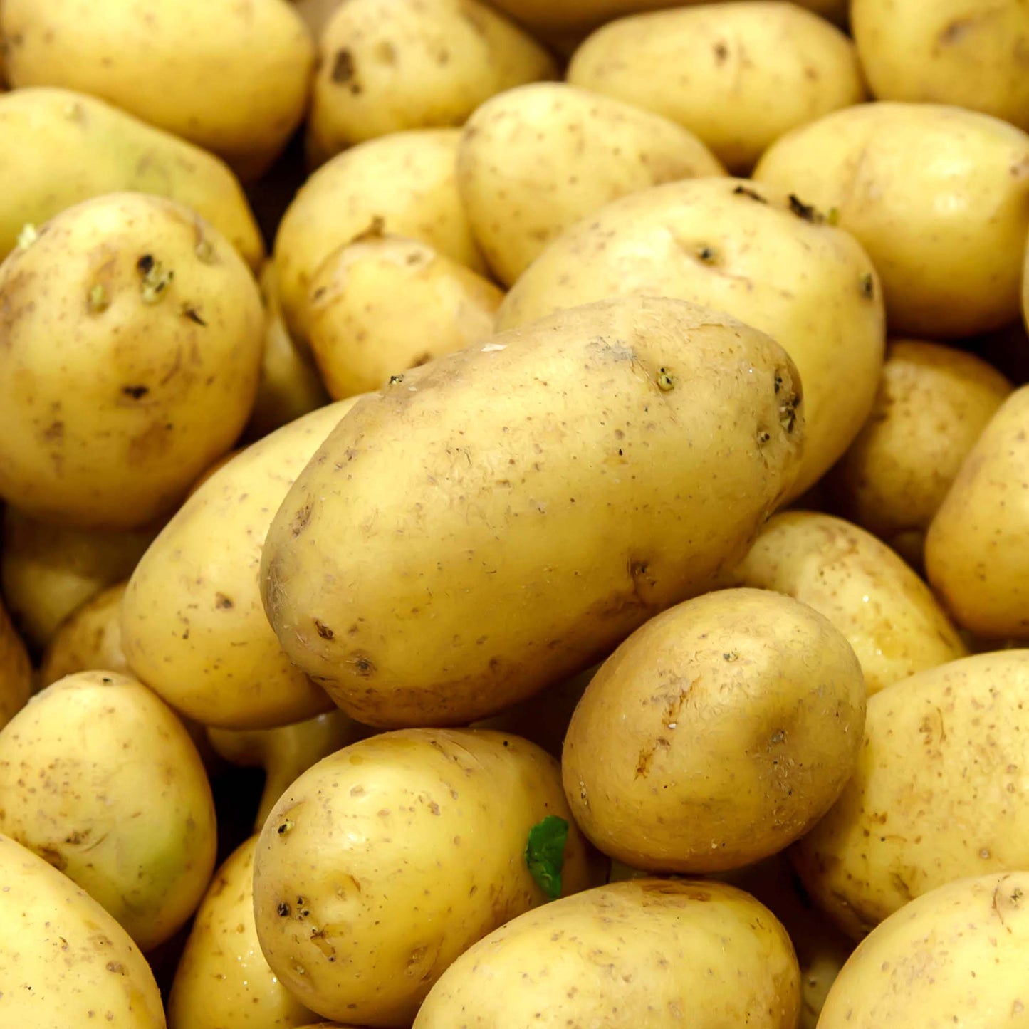 Seed Potatoes (Main Crop)