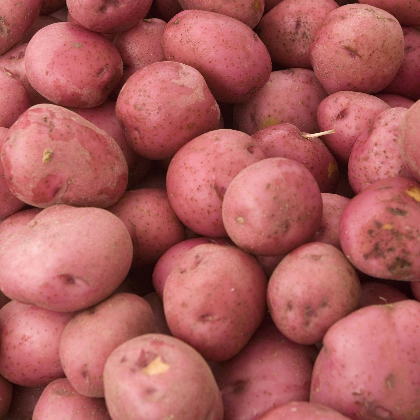 Seed Potatoes (Main Crop)