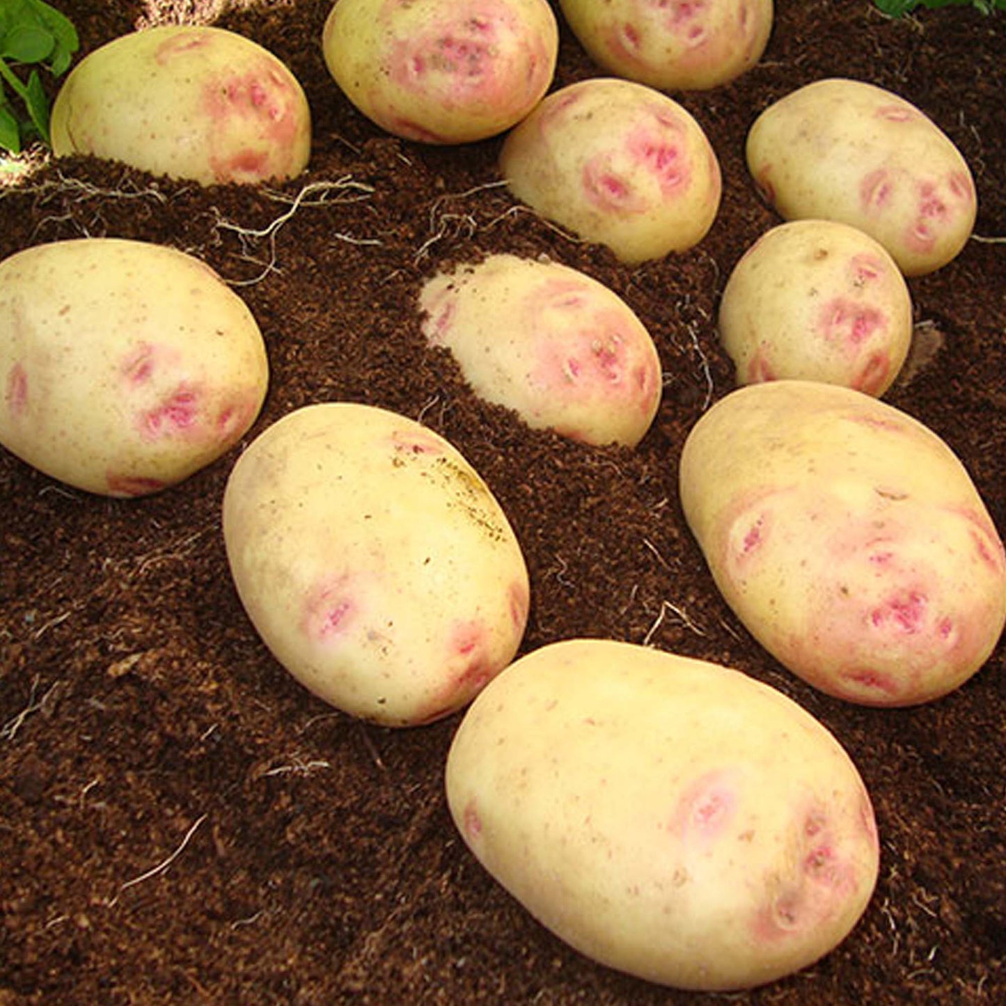 Seed Potatoes (Main Crop)