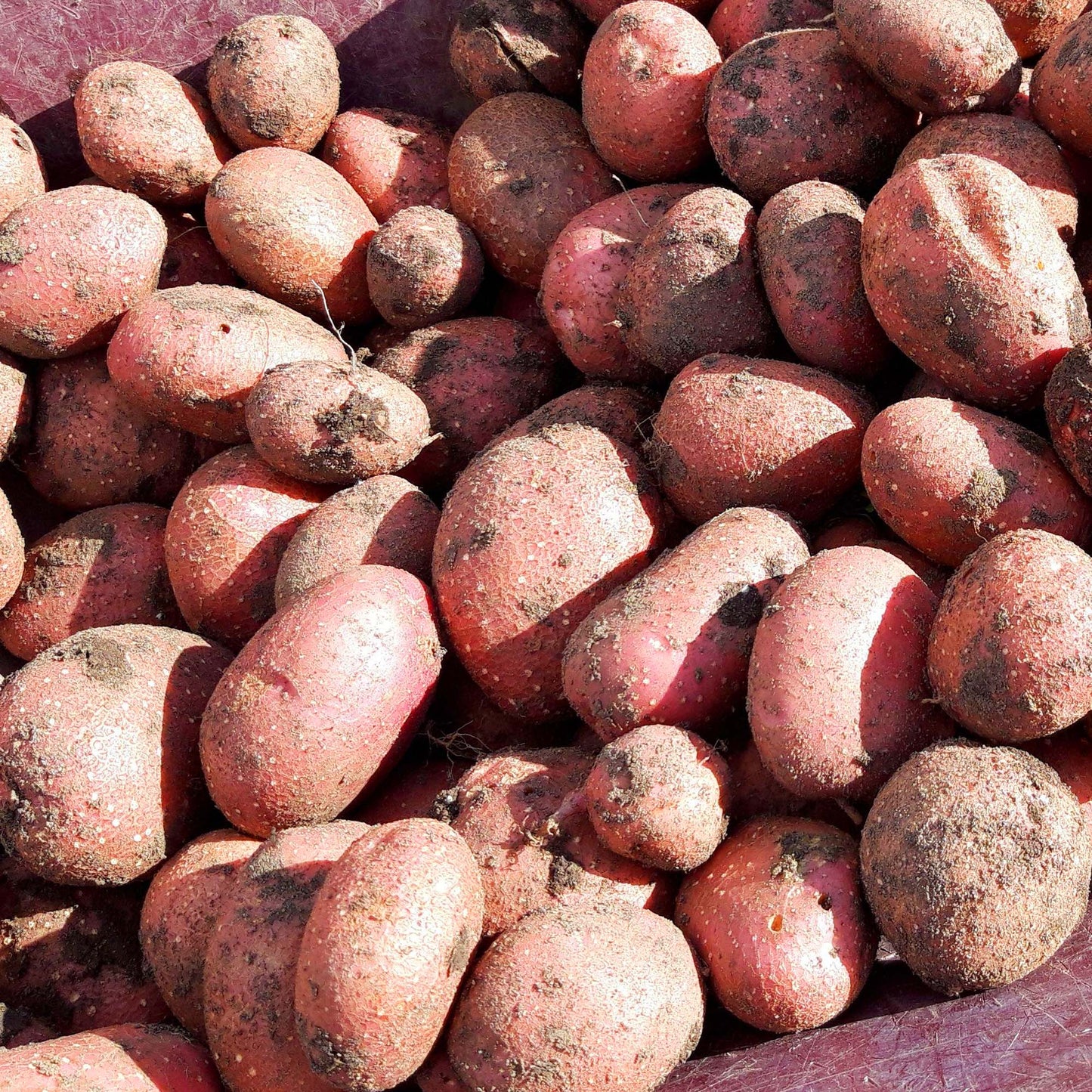 Seed Potatoes (Main Crop)