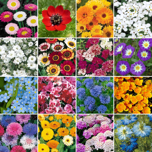 80/20 Wildflower Seeds - Majestic Meadow Mix