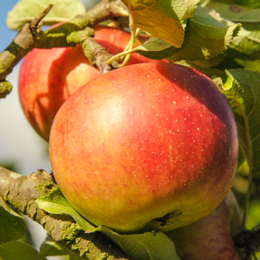 Apple Pixie (12L, 4-5ft)