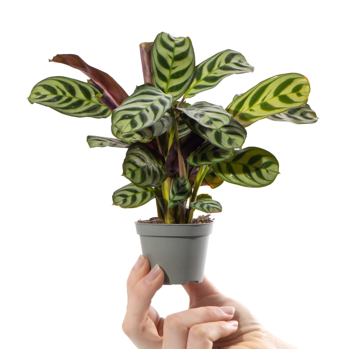 Baby Plants - Maranta Leuconeura Amabilis