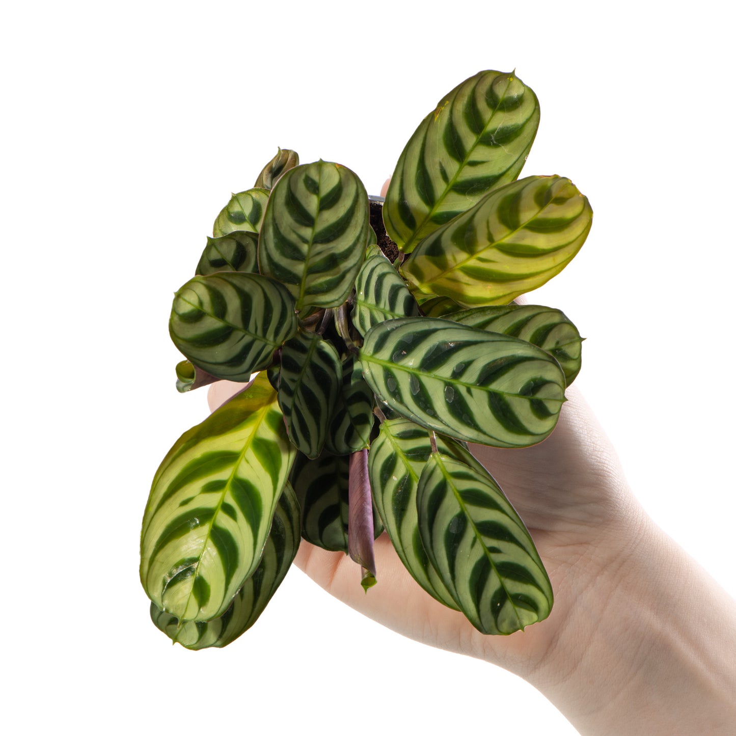 Baby Plants - Maranta Leuconeura Amabilis