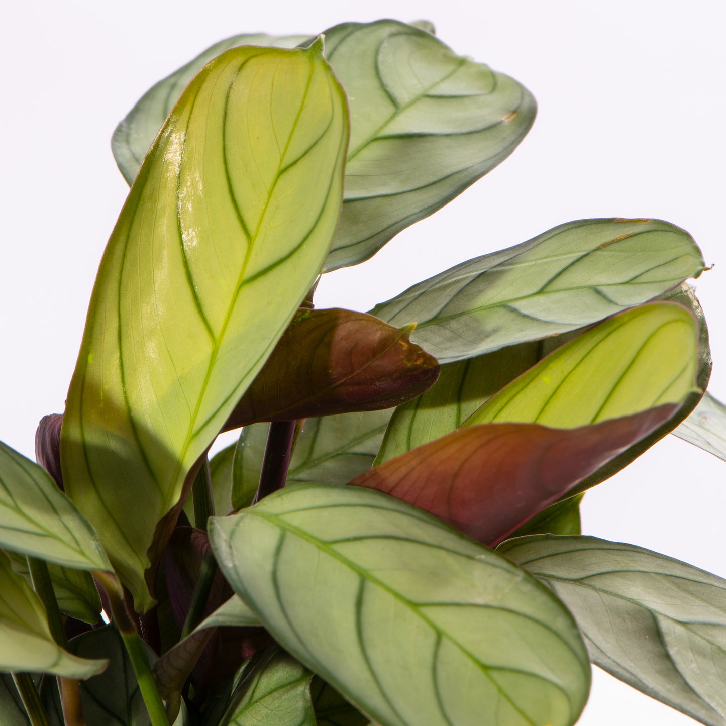 Baby Plants - Maranta Leuconeura Amabilis Mint