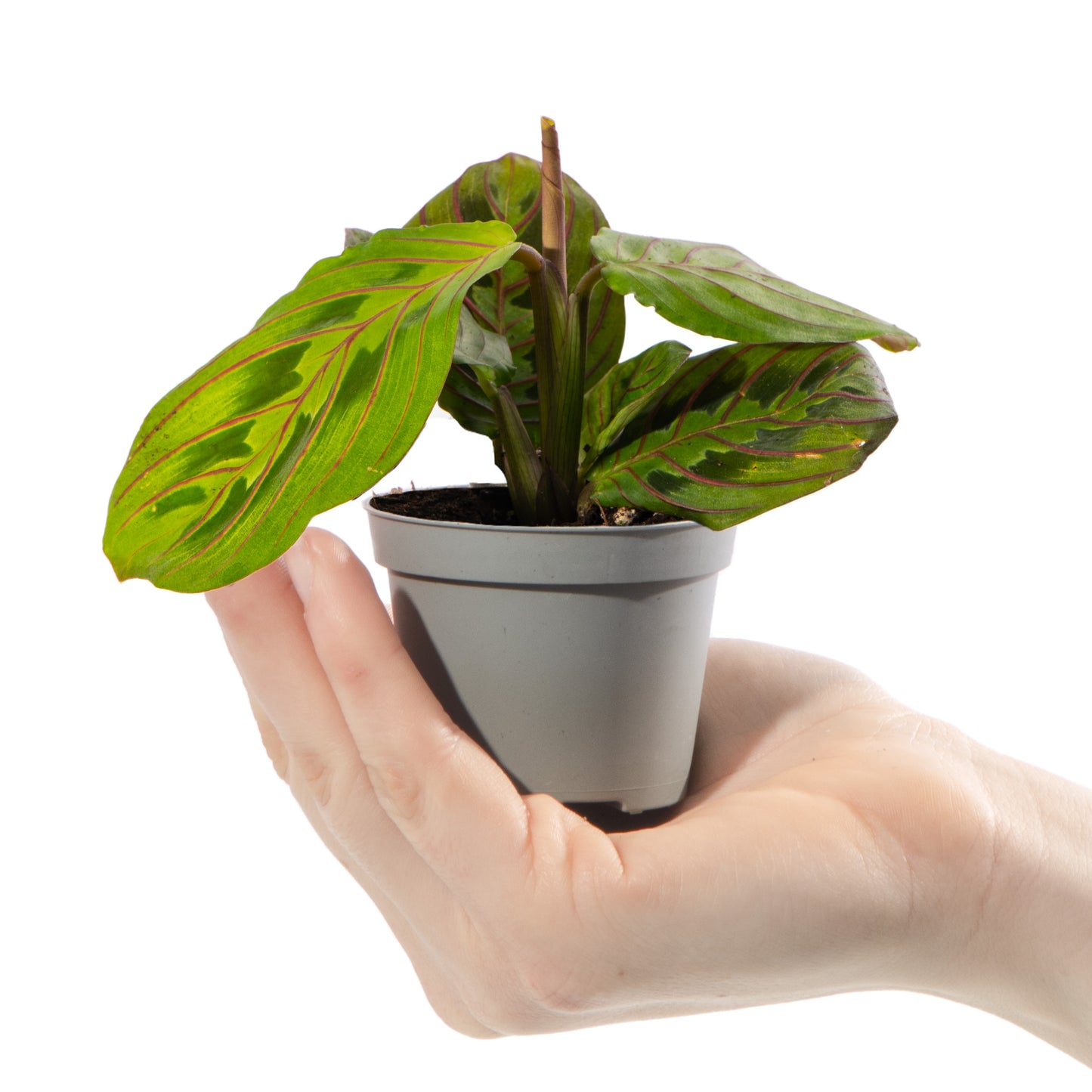 Baby Plants - Maranta Leuconeura Red Stripe