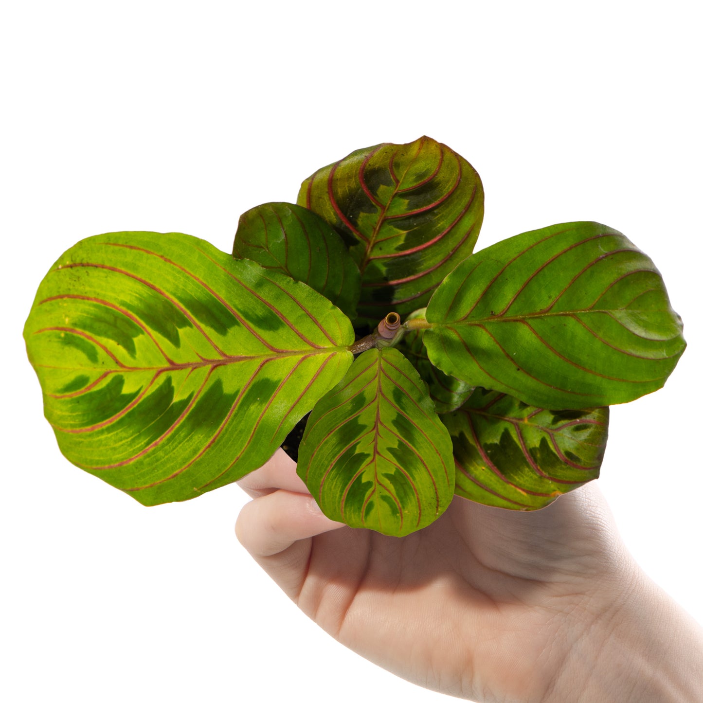 Baby Plants - Maranta Leuconeura Red Stripe